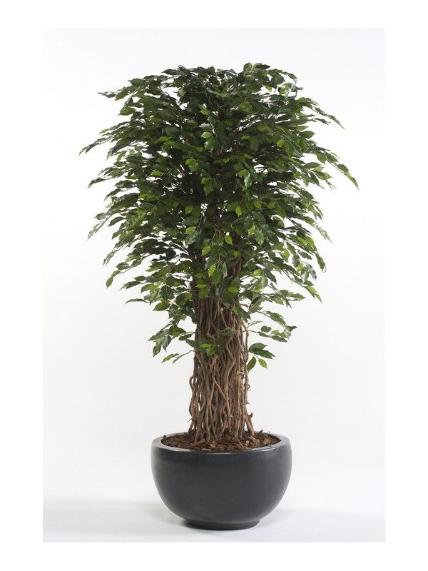 Árbol ficus acabado Deluxe: ¿Qué hacemos? de Ches Pa, S.L. Árbol ficus acabado Deluxe: ¿Qué hacemos? de Ches Pa, S.L.