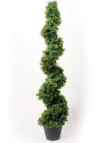 árbol boj espiral árbol boj espiral
