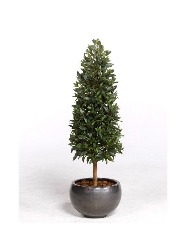 Árbol Laurel Pirámide: ¿Qué hacemos? de Ches Pa, S.L. Árbol Laurel Pirámide: ¿Qué hacemos? de Ches Pa, S.L.