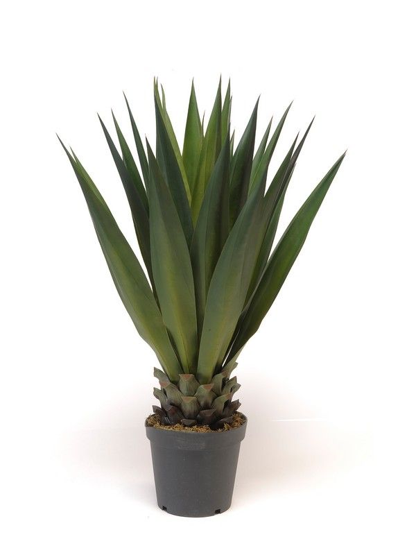 Planta Agave acabado Sisal: ¿Qué hacemos? de Ches Pa, S.L. Planta Agave acabado Sisal: ¿Qué hacemos? de Ches Pa, S.L.