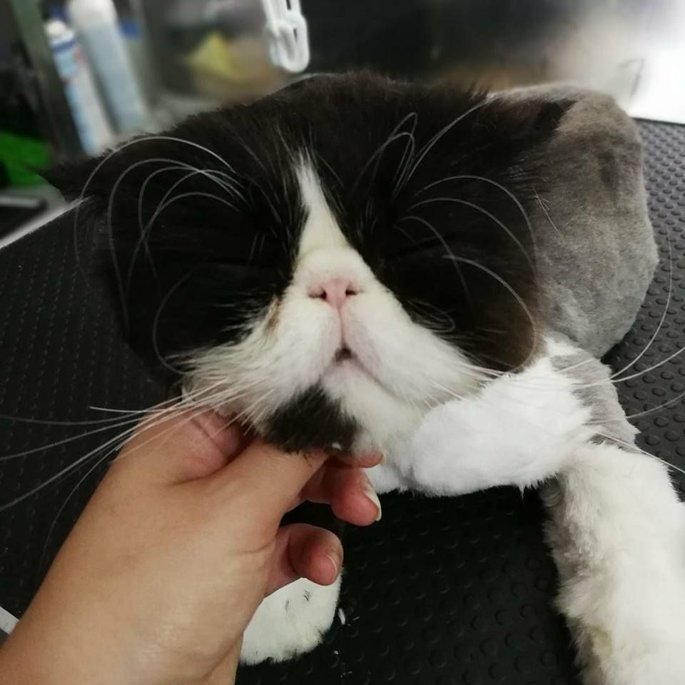 Peluquería y estética canina y felina: Servicios de Els Reis de la Casa Peluquería y estética canina y felina: Servicios de Els Reis de la Casa