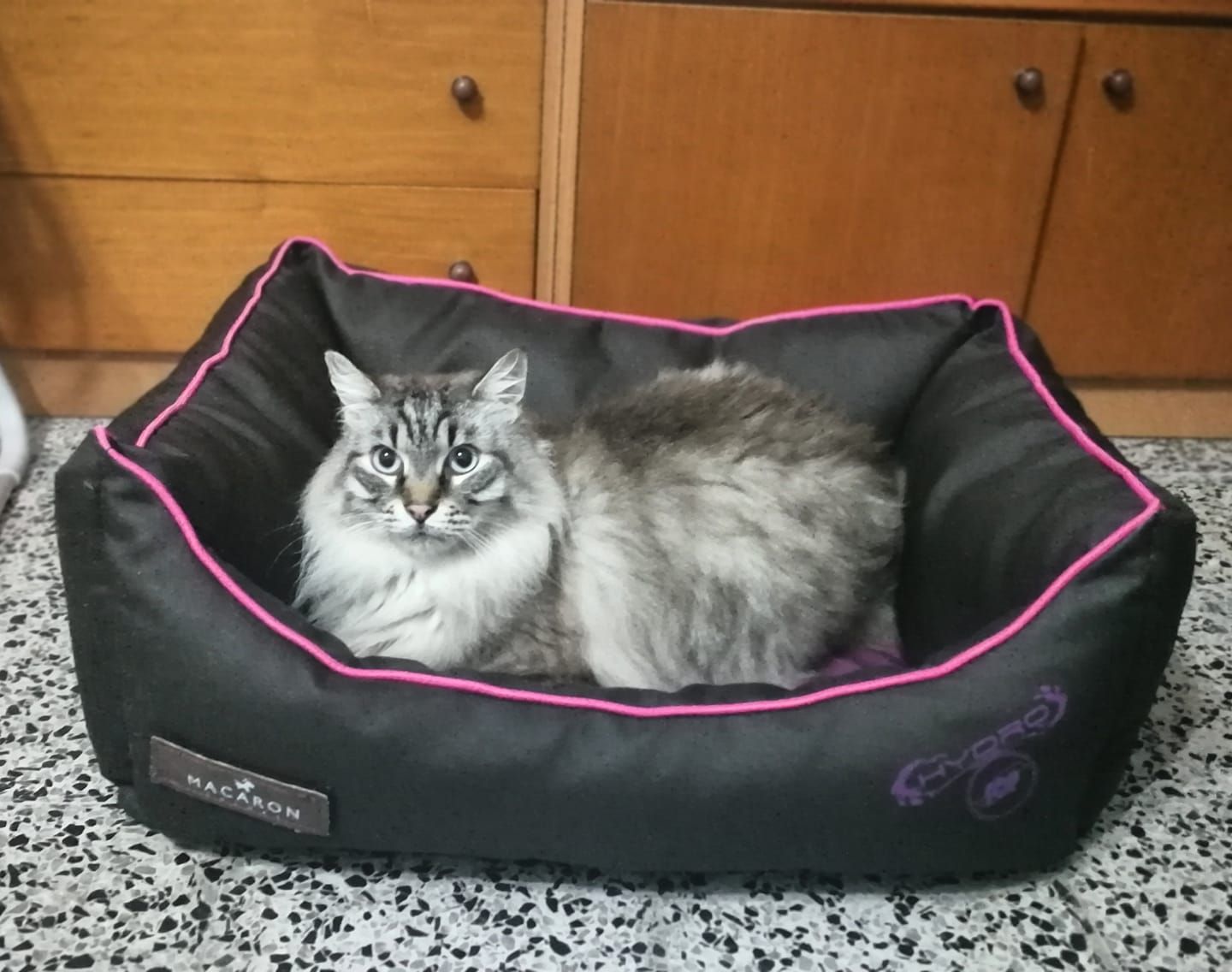 Peluquería y estética canina y felina: Servicios de Els Reis de la Casa Peluquería y estética canina y felina: Servicios de Els Reis de la Casa
