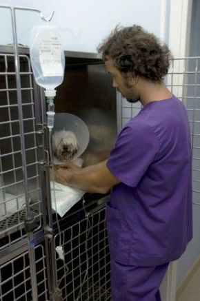 Hospitalización de día: Catálogo de Clínica Veterinaria Jaira Hospitalización de día: Catálogo de Clínica Veterinaria Jaira
