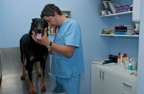Vacunación: Catálogo de Clínica Veterinaria Jaira Vacunación: Catálogo de Clínica Veterinaria Jaira