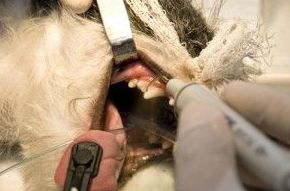 Higiene dental: Catálogo de Clínica Veterinaria Jaira Higiene dental: Catálogo de Clínica Veterinaria Jaira
