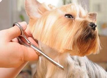 Servicio de peluquería: Catálogo de Clínica Veterinaria Jaira Servicio de peluquería: Catálogo de Clínica Veterinaria Jaira