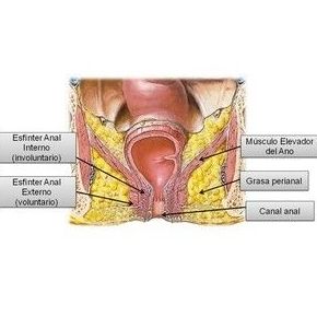 Fisura anal: Patologías y Tratamientos de Dra. Gutiérrez Moreno Fisura anal: Patologías y Tratamientos de Dra. Gutiérrez Moreno