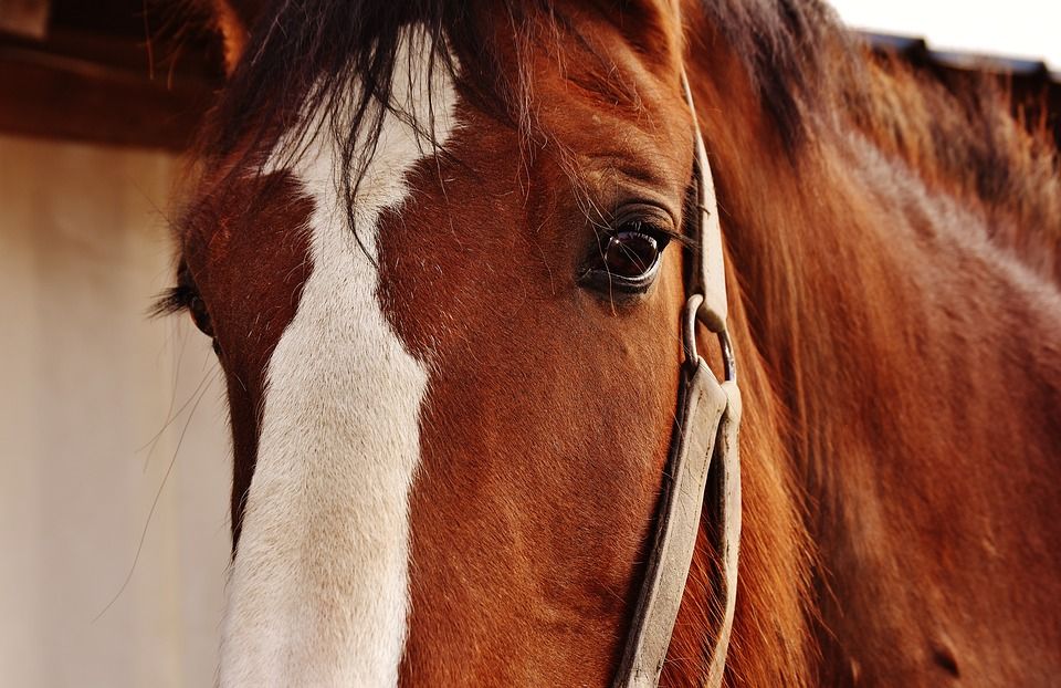 Paseos a caballo: Servicios de Escuela Hípica los Nogales Paseos a caballo: Servicios de Escuela Hípica los Nogales