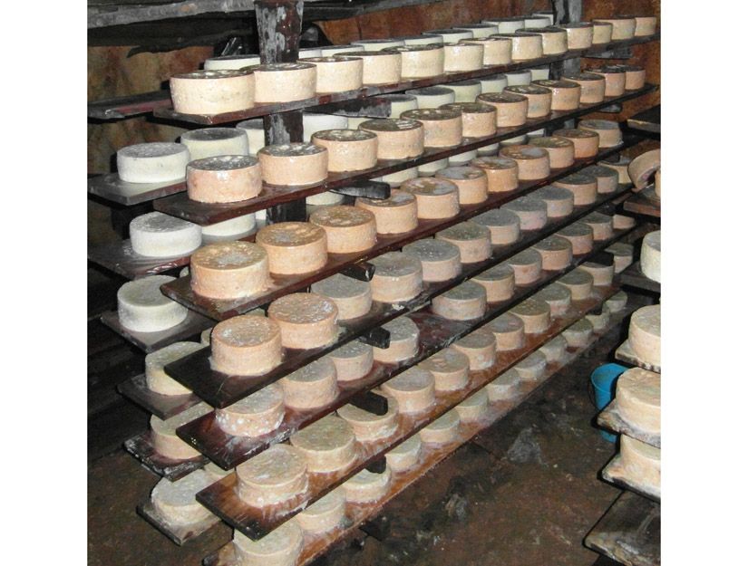 Elaboración y venta de queso cabrales en Asturias