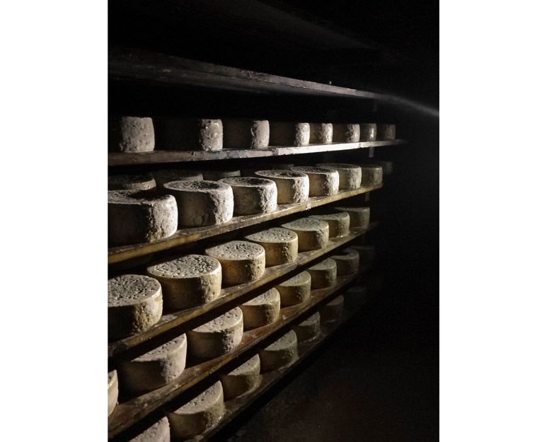 Artesanos del queso cabrales en Asturias