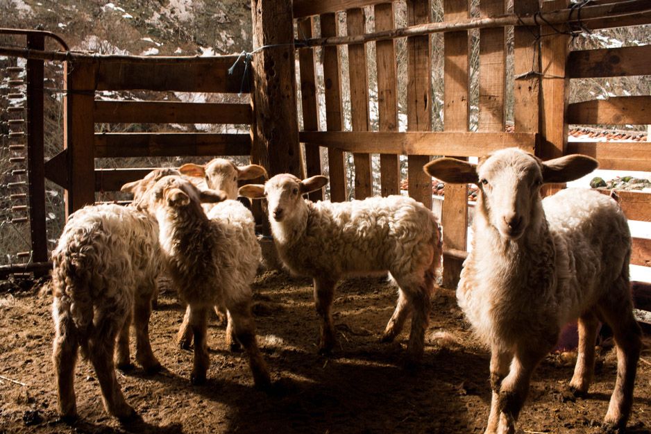 Queso artesano cabrales de ganadería propia en Asturias