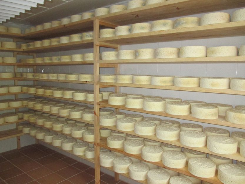 Venta de queso artesano cabrales en Asturias