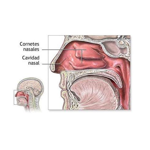 Respiración nasal: Técnicas de Clínica de Otorrinolaringología Respiración nasal: Técnicas de Clínica de Otorrinolaringología