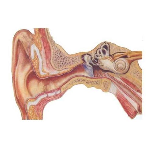 Cirugía del oído: Técnicas de Clínica de Otorrinolaringología Cirugía del oído: Técnicas de Clínica de Otorrinolaringología