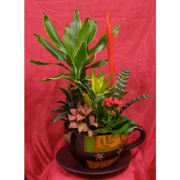 Plantas : Nuestras flores de Flores Tere Plantas : Nuestras flores de Flores Tere