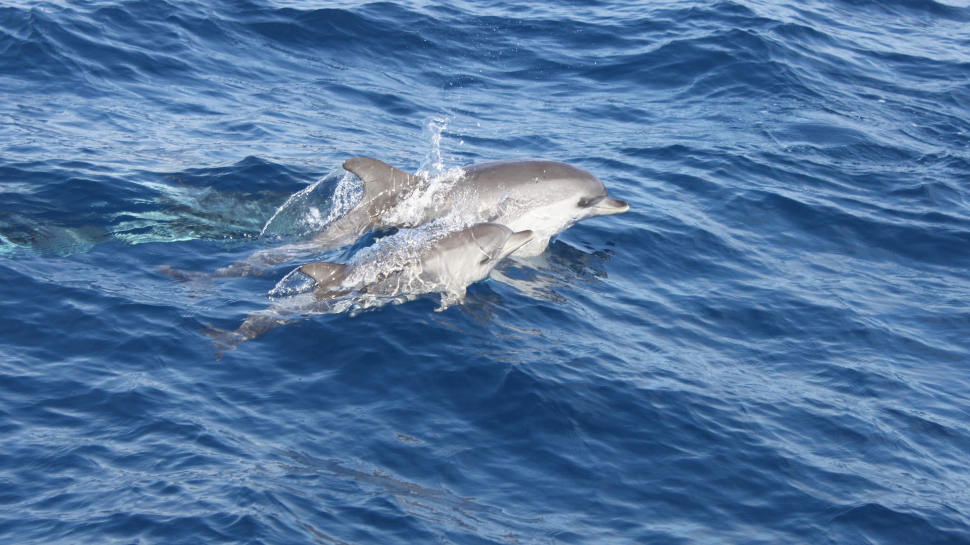 Puesta de sol y delfines: Excursiones de Lanzarote Sea Tours Puesta de sol y delfines: Excursiones de Lanzarote Sea Tours