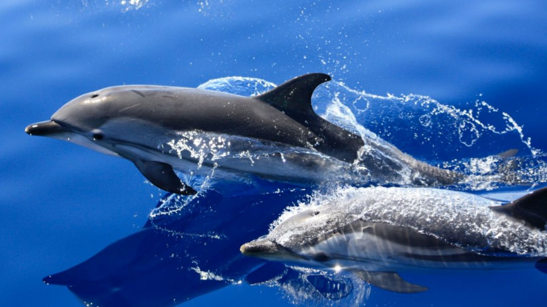 Puesta de sol y delfines: Excursiones de Lanzarote Sea Tours Puesta de sol y delfines: Excursiones de Lanzarote Sea Tours