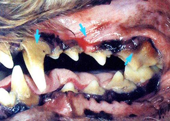 Limpiezas dentales: Servicios de ClÃ­nica Veterinaria PirÃ¡mides
