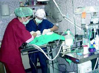 Cirugía veterinaria en Pirámides 