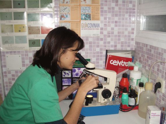 Análisis: Servicios de Clínica Veterinaria Pirámides Análisis: Servicios de Clínica Veterinaria Pirámides