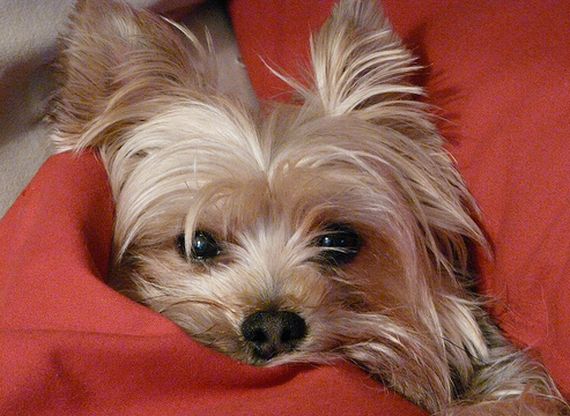 Autolavado: Servicios de Clínica Veterinaria Pirámides Autolavado: Servicios de Clínica Veterinaria Pirámides