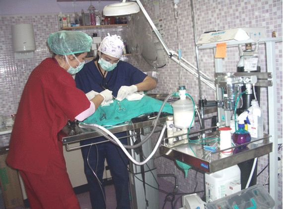 Cirugía: Servicios de Clínica Veterinaria Pirámides Cirugía: Servicios de Clínica Veterinaria Pirámides