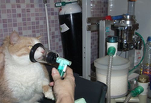 CirugÃ­a: Servicios de ClÃ­nica Veterinaria PirÃ¡mides