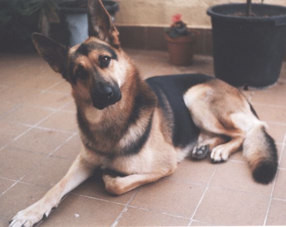 Visitas a domicilio: Servicios de ClÃ­nica Veterinaria PirÃ¡mides