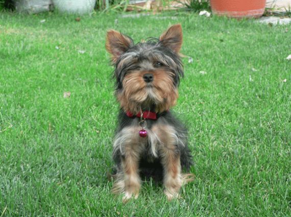 DesparasitaciÃ³n y vacunas: Servicios de ClÃ­nica Veterinaria PirÃ¡mides