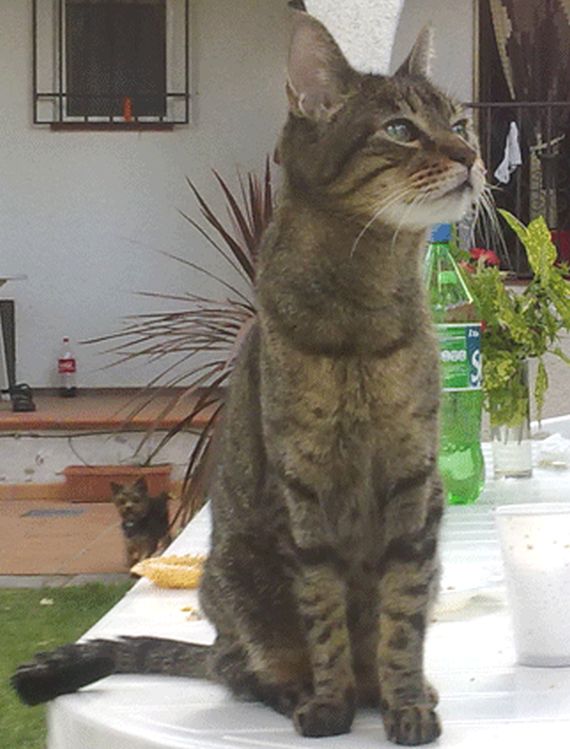 Peluquería: Servicios de Clínica Veterinaria Pirámides Peluquería: Servicios de Clínica Veterinaria Pirámides