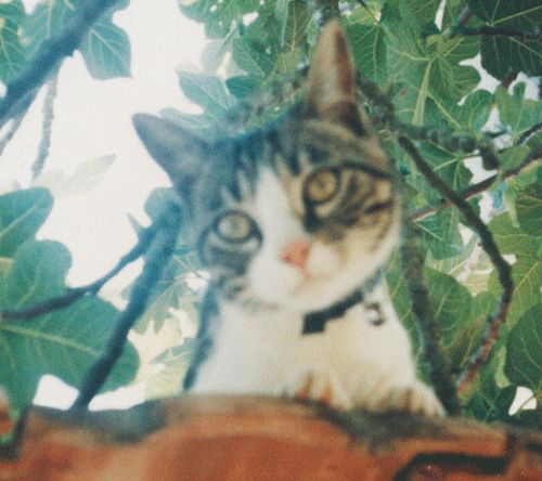 Desparasitación y vacunas: Servicios de Clínica Veterinaria Pirámides Desparasitación y vacunas: Servicios de Clínica Veterinaria Pirámides
