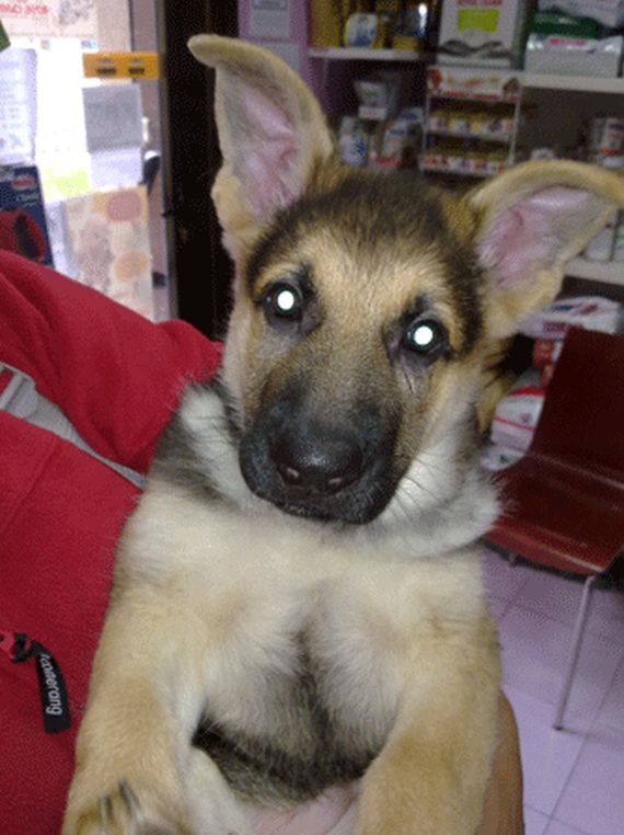 Urgencias 24 horas: Servicios de Clínica Veterinaria Pirámides Urgencias 24 horas: Servicios de Clínica Veterinaria Pirámides