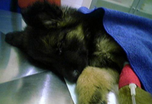 HospitalizaciÃ³n de dÃ­a: Servicios de ClÃ­nica Veterinaria PirÃ¡mides