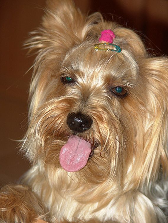 Peluquería: Servicios de Clínica Veterinaria Pirámides Peluquería: Servicios de Clínica Veterinaria Pirámides