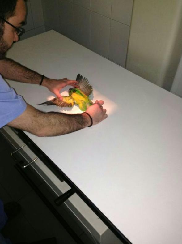 Pruebas DiagnÃ³sticas: Servicios de ClÃ­nica Veterinaria PirÃ¡mides