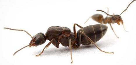 hormigas hormigas