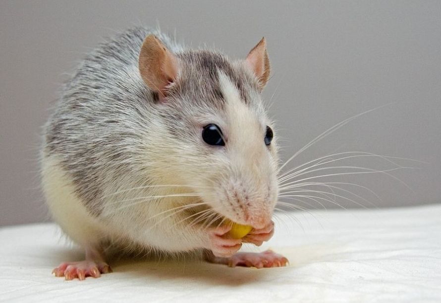 Eliminación de ratas y ratones en Madrid Eliminación de ratas y ratones en Madrid