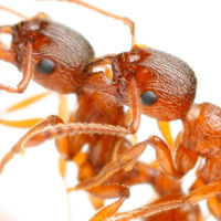 h. faraon h. faraon