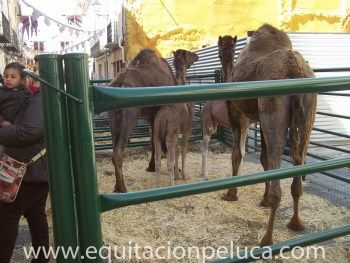 Mercados: Servicios de Equitación Peluca Mercados: Servicios de Equitación Peluca