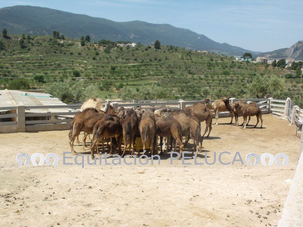Pupilaje: Servicios de Equitación Peluca Pupilaje: Servicios de Equitación Peluca