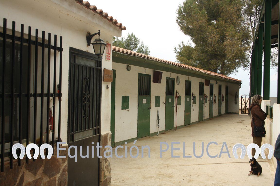 Pupilaje: Servicios de Equitación Peluca Pupilaje: Servicios de Equitación Peluca