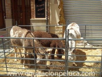 Mercados: Servicios de Equitación Peluca Mercados: Servicios de Equitación Peluca