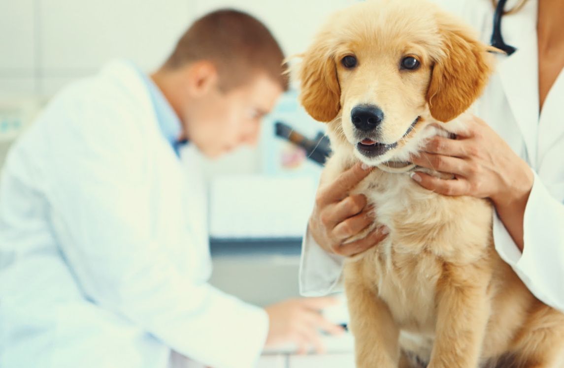 Análisis clínicos y laboratorio propio: Servicios veterinarios de Clínica Veterinaria Dobermann II Análisis clínicos y laboratorio propio: Servicios veterinarios de Clínica Veterinaria Dobermann II