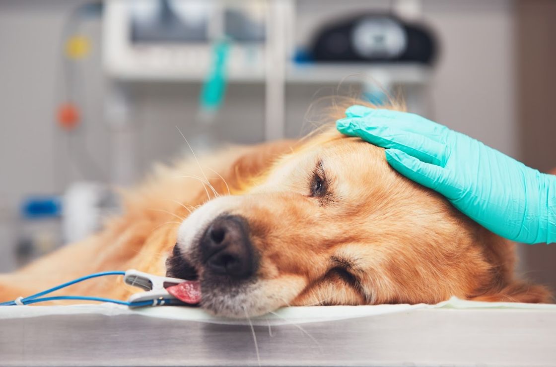 Cirugía general y hospitalización: Servicios veterinarios de Clínica Veterinaria Dobermann II Cirugía general y hospitalización: Servicios veterinarios de Clínica Veterinaria Dobermann II