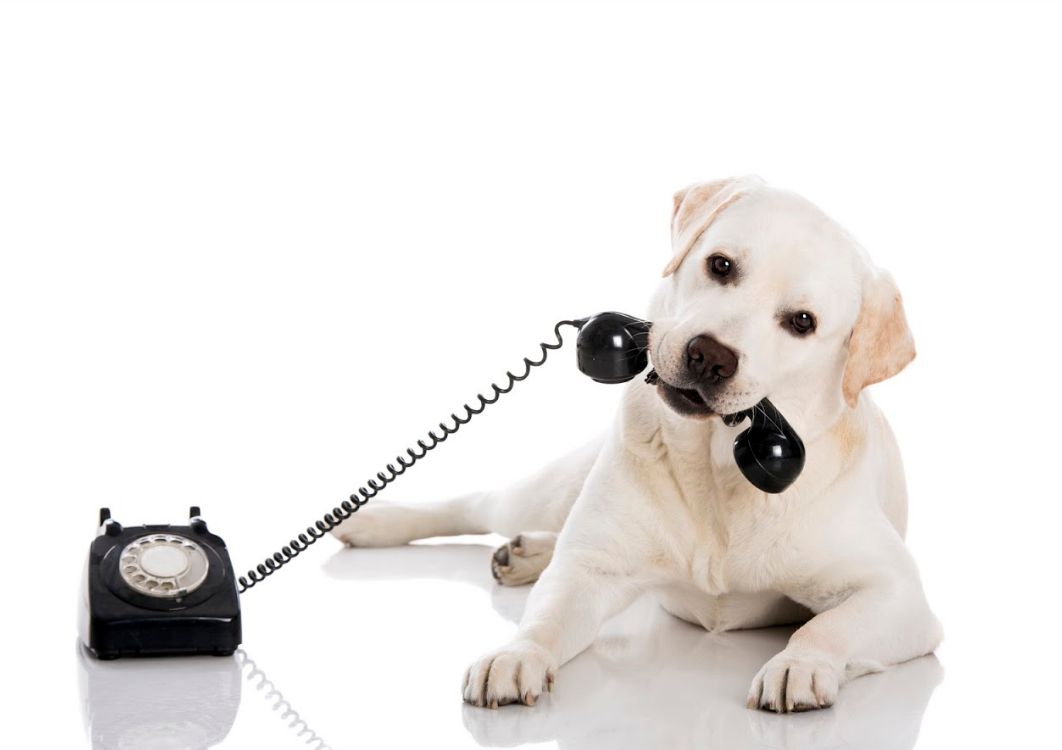 Urgencias 24 horas: Servicios veterinarios de Clínica Veterinaria Dobermann II Urgencias 24 horas: Servicios veterinarios de Clínica Veterinaria Dobermann II