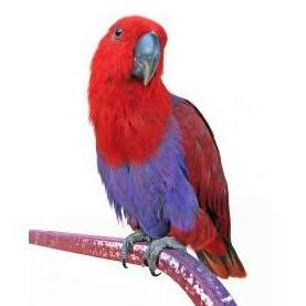Otros servicios: Servicios y Productos de Centro Veterinario Madrid Exóticos Otros servicios: Servicios y Productos de Centro Veterinario Madrid Exóticos