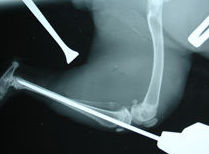Radiología: Servicios y Productos de Centro Veterinario Madrid Exóticos Radiología: Servicios y Productos de Centro Veterinario Madrid Exóticos