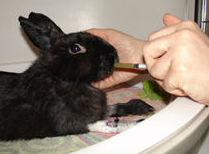 Urgencias 24 h.: Servicios y Productos de Centro Veterinario Madrid Exóticos Urgencias 24 h.: Servicios y Productos de Centro Veterinario Madrid Exóticos