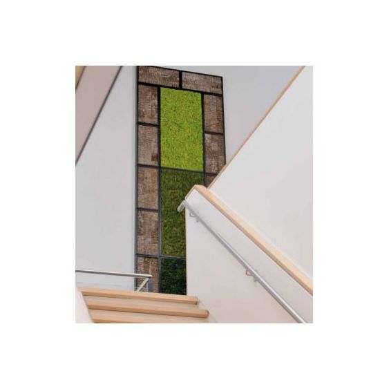 Cuadros de musgo conservado y otros: Productos y servicios de AQUAPLANT DISSENY VERD, S.L. Cuadros de musgo conservado y otros: Productos y servicios de AQUAPLANT DISSENY VERD, S.L.