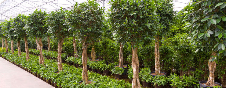 Plantas : Productos y servicios de AQUAPLANT DISSENY VERD, S.L. Plantas : Productos y servicios de AQUAPLANT DISSENY VERD, S.L.